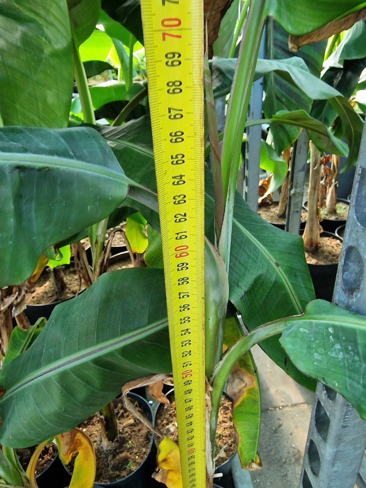 Bananenplant (Musa helan beauty), Tuin en Terras, Volle zon, Vaste plant, Bloeit niet, Ophalen