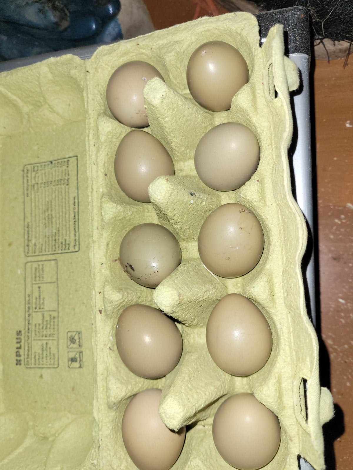 Broedeieren bosfazant, Dieren en Toebehoren, Pluimvee | Toebehoren, Ophalen of Verzenden, Nieuw, Overige typen