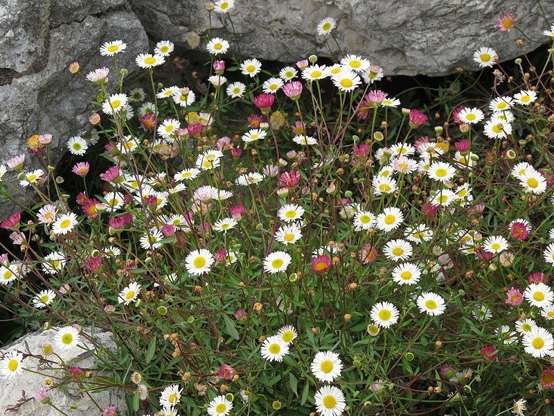 20 Lage Vaste Planten in grote potten € 100.00, Overige soorten, Volle zon, Vaste plant, Ophalen of Verzenden