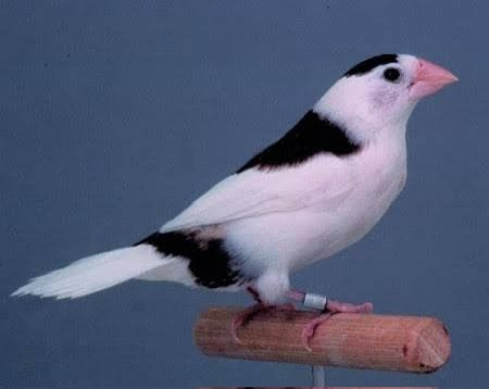 Gezocht : witte, blonde of bonte japanse meeuwen., Meerdere dieren