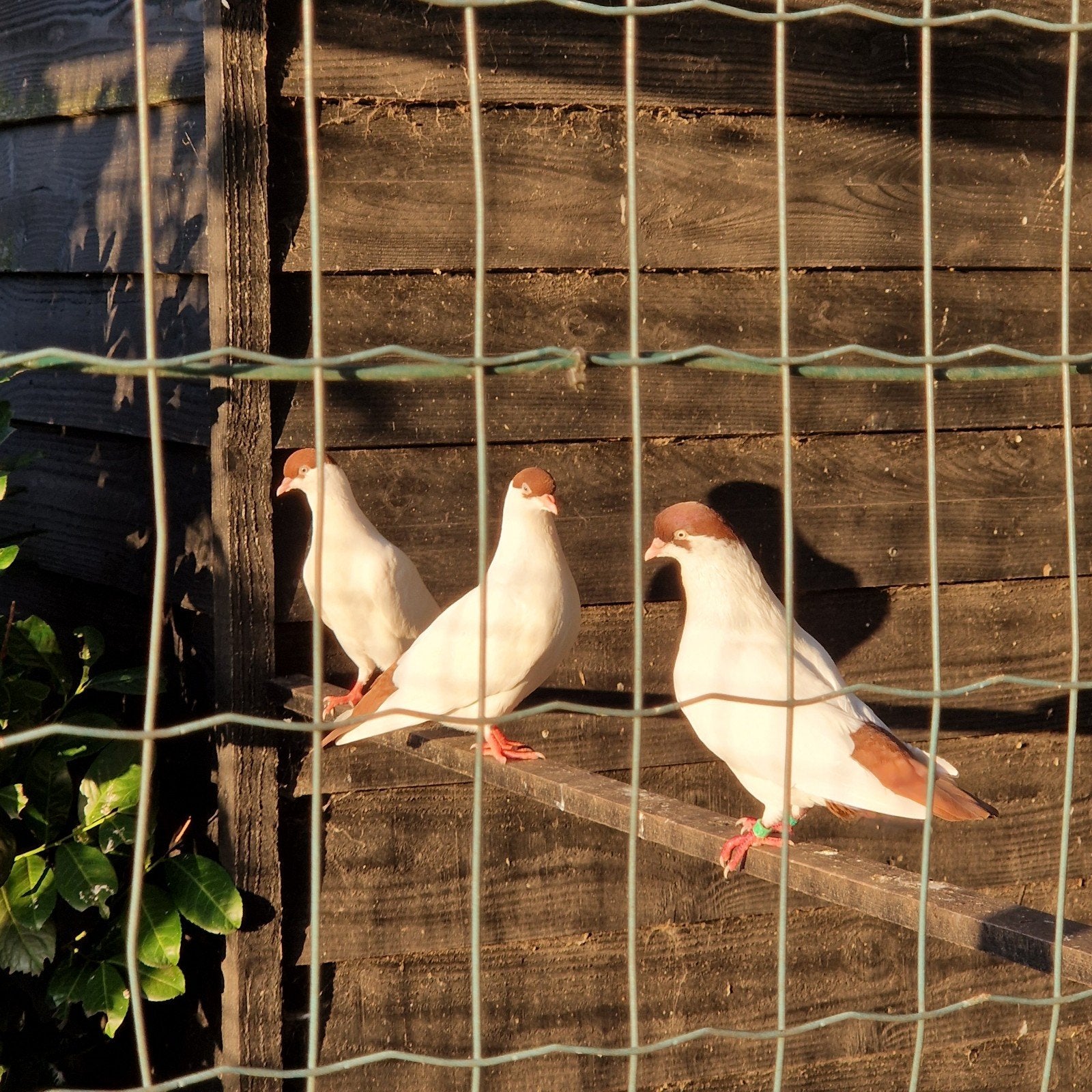 Koppel helmduiven, Meerdere dieren, Overige soorten
