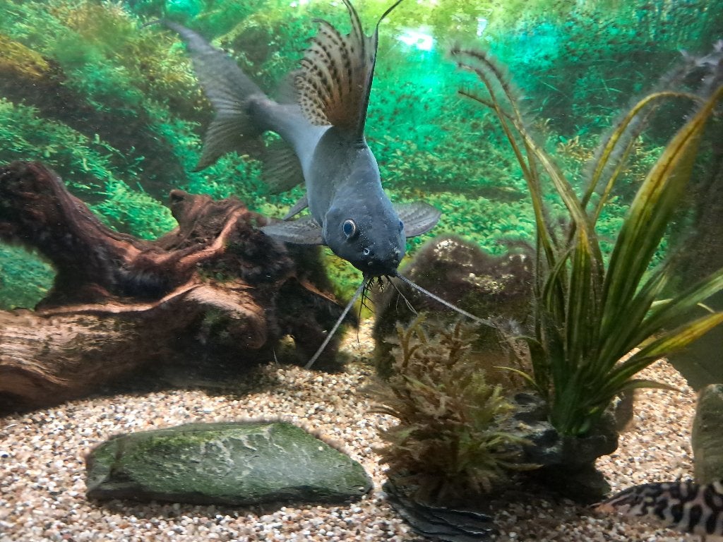 aquarium vissen (5)  gratis op te halen, Ophalen, Overige typen