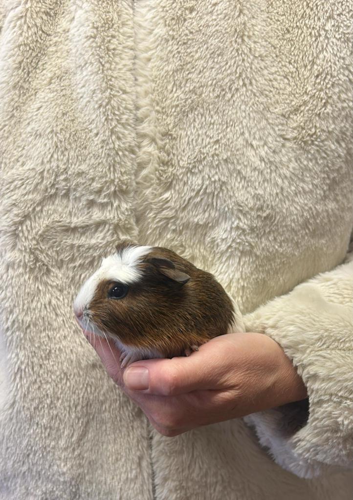 Cavia jonkies zeugjes, Dieren en Toebehoren, Knaagdieren, Januari, Meerdere dieren, Cavia