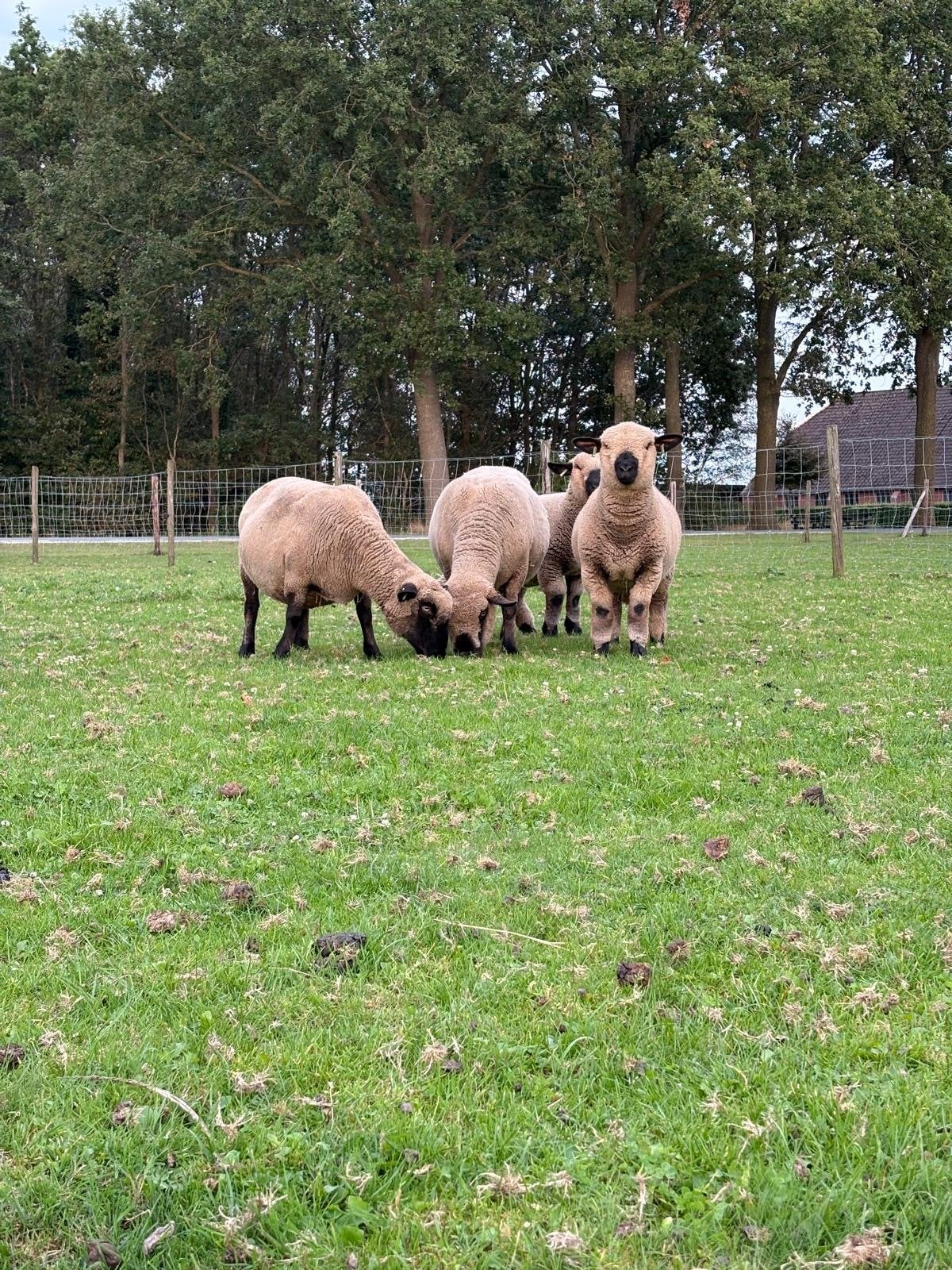 5 stamboek Hampshire Down ooien., Dieren en Toebehoren, Schapen, Geiten en Varkens, Vrouwelijk, Schaap
