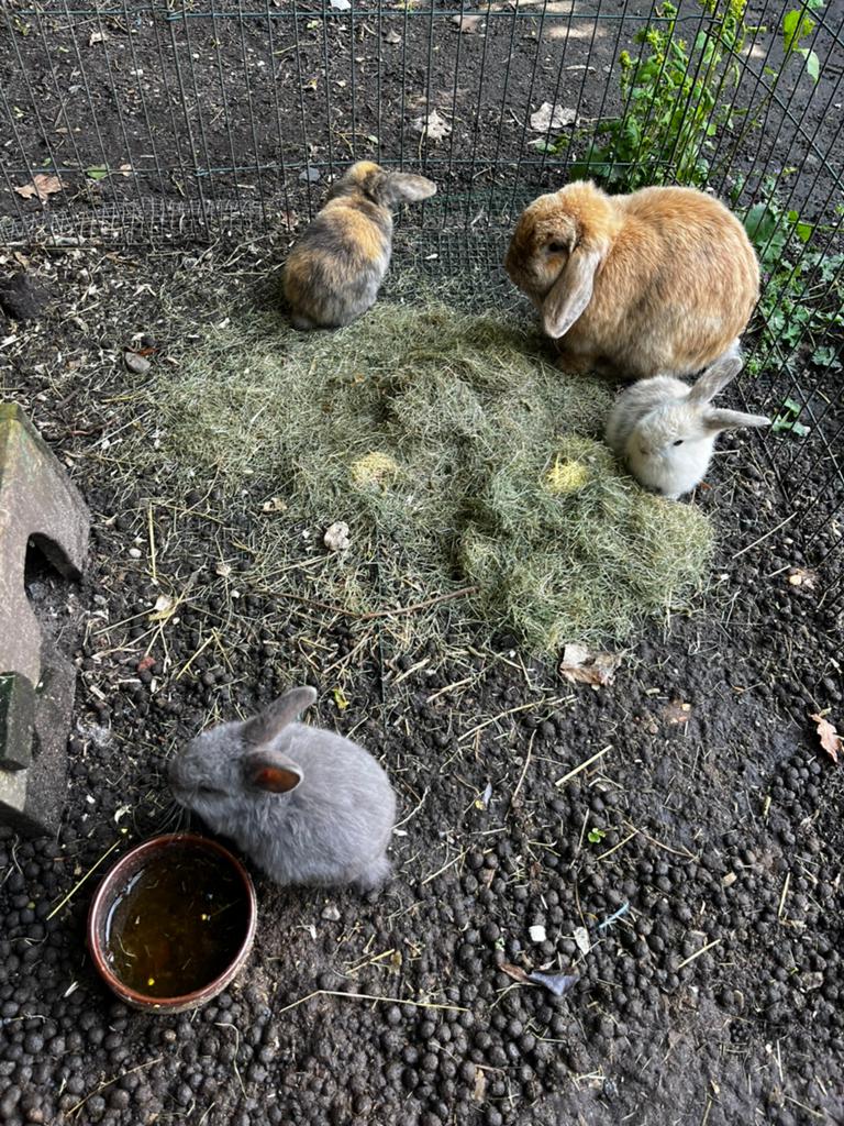 Baby hangoor konijntjes, Dieren en Toebehoren, Konijnen, Meerdere dieren, Dwerg, Hangoor