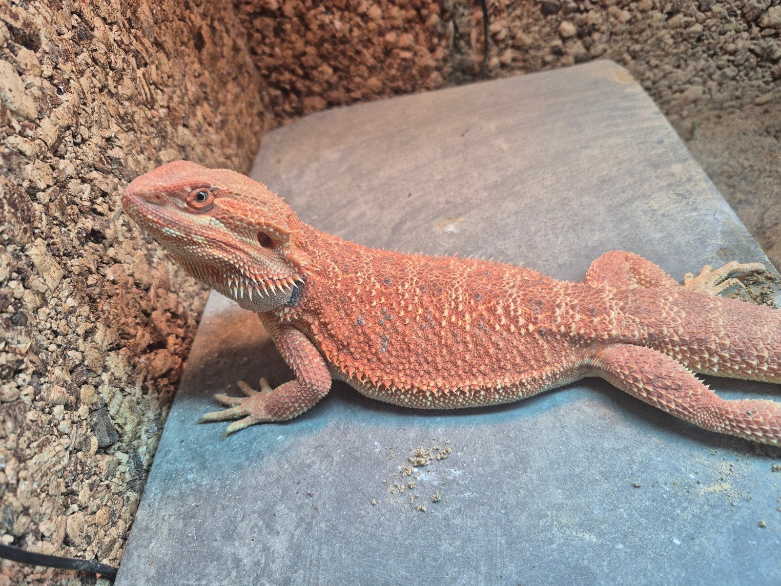 baardagaam rood 7 maanen man incl groot terrarium Bearded Dragon photo 4