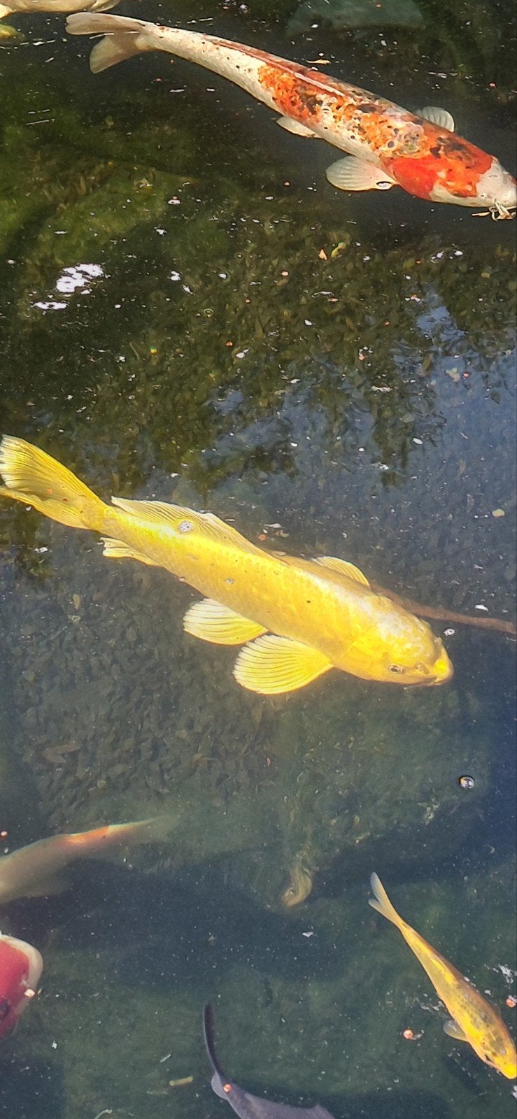 Goude butterfly van 35 cm, Dieren en Toebehoren, Karper of Koi