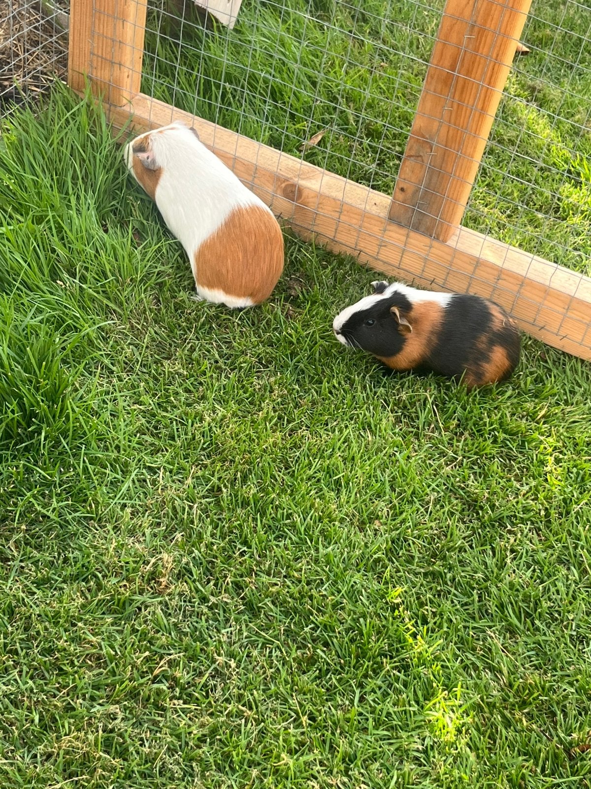 Twee cavia’s 2026, Mei, Mannelijk, Cavia