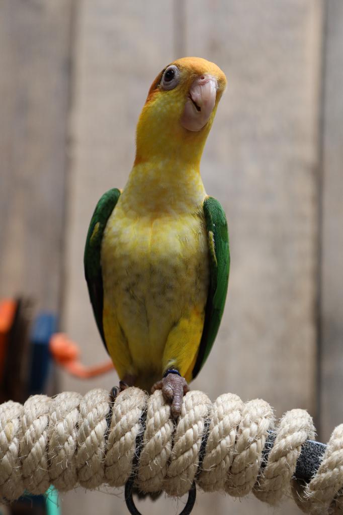 Jonge Baby Roestkop Caique´s | getest | Speels | Handtam, Dieren en Toebehoren, Vogels | Parkieten en Papegaaien, Meerdere dieren