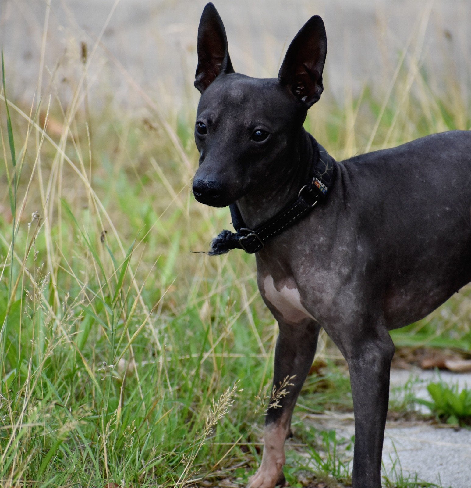 American Hairless Terrier Junior Reutje, Dieren en Toebehoren, Honden | Jack Russells en Terriërs, 15 weken tot 1 jaar, CDV (hondenziekte)