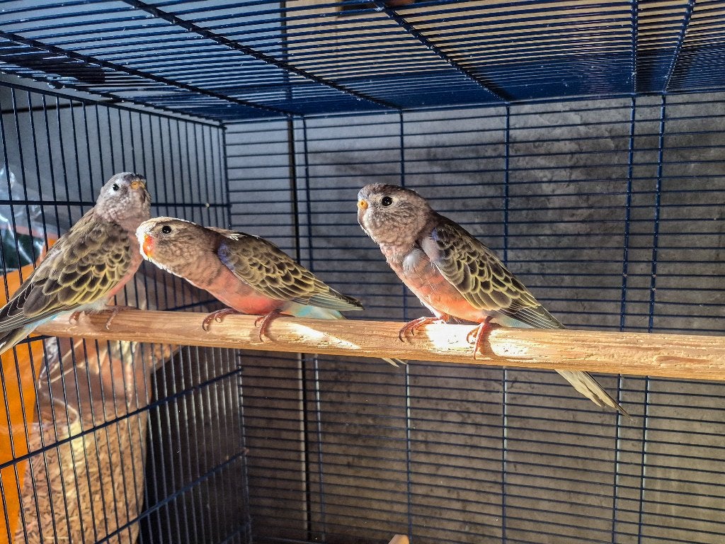 Bourke, bourkes, bourks parkieten, Meerdere dieren, Parkiet, Geringd