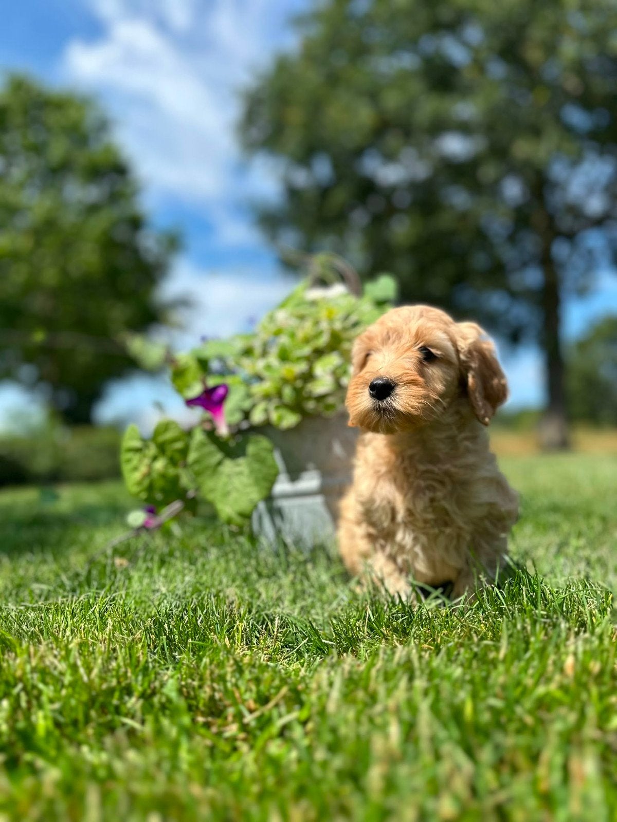 Lieve mooie  Labradoodle pups uit gezonde bloedlijn, Overige rassen, 8 tot 15 weken, Meerdere, Meerdere dieren