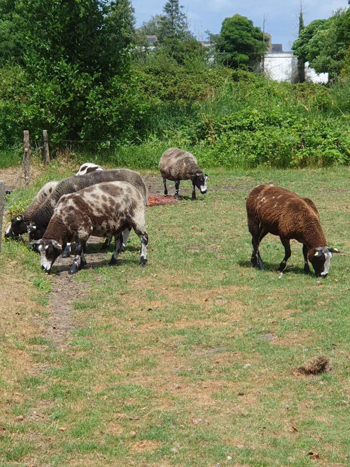 10 baggerbonte  ooien van ander half jaar, Vrouwelijk, Schaap