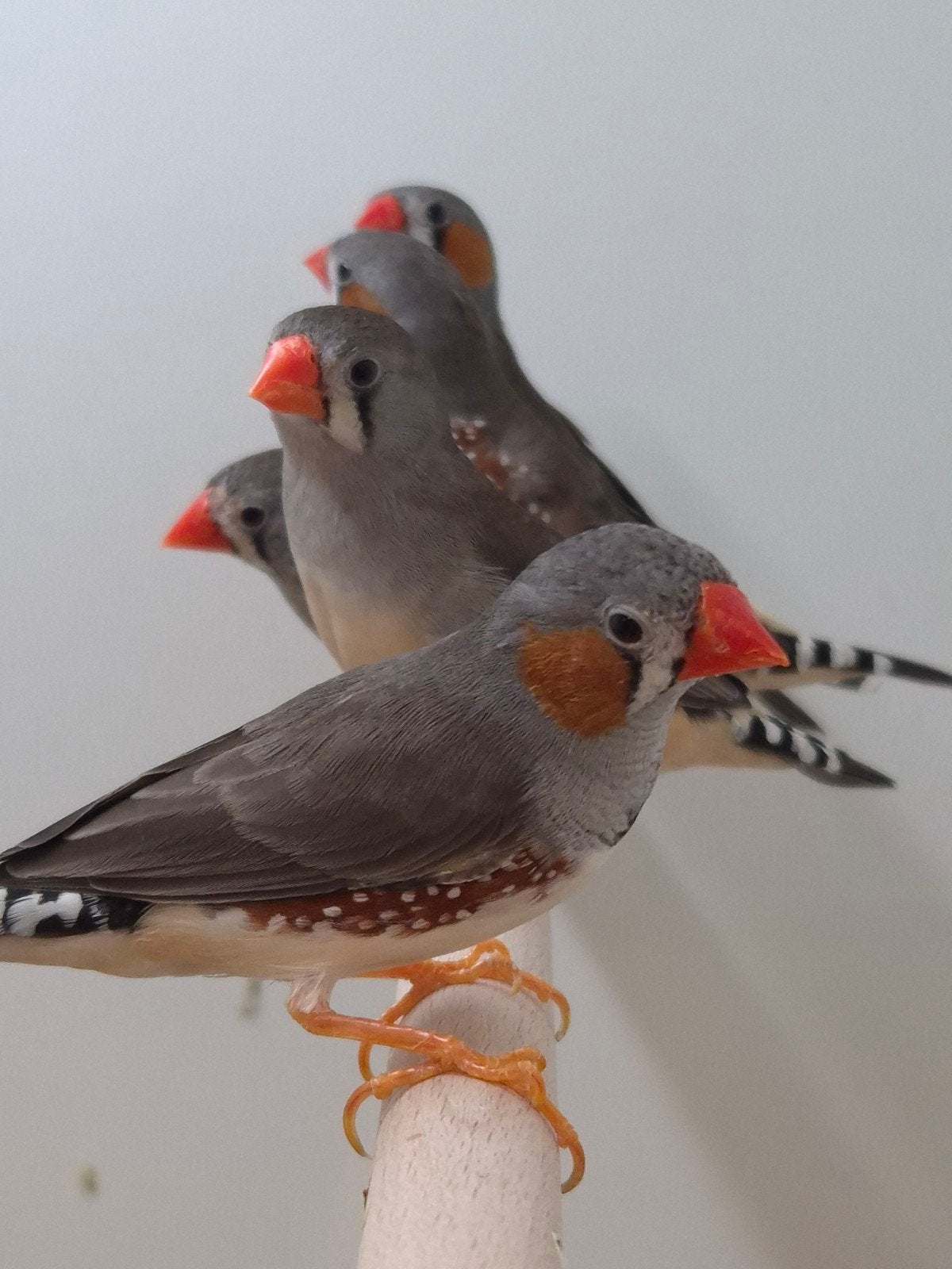 3-3 Timor Zebravinken, Meerdere dieren, Tropenvogel, Geringd