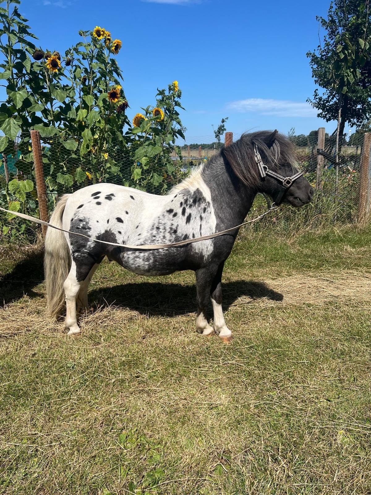 prachtig getekende mini shetlander hengst, Dieren en Toebehoren, Pony's, 0 tot 2 jaar, Hengst, A pony (tot 1.17m), Gechipt