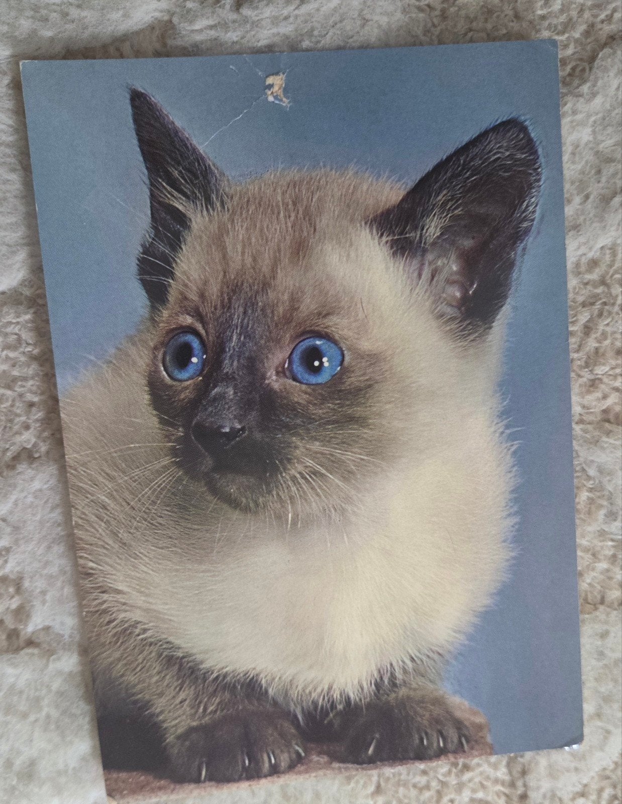 Oude postkaart Siamees kitten met blauwe ogen, Verzenden, 1960 tot 1980, Gelopen, Hond of Kat