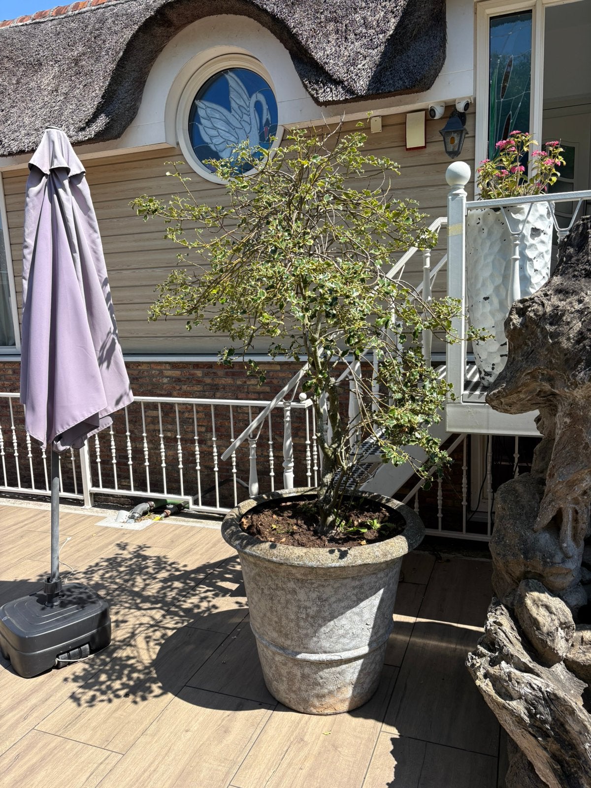Te koop bloempot met hulst boom, Tuin en Terras, Bloempotten, Ophalen, Gebruikt, Rond, Minder dan 25 cm