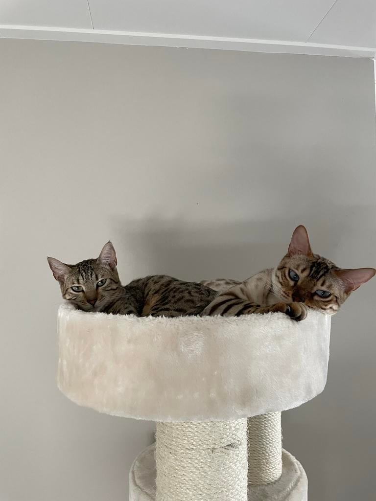 Bengaalse kater en poes, Dieren en Toebehoren, Katten en Kittens | Overige Katten, Meerdere dieren