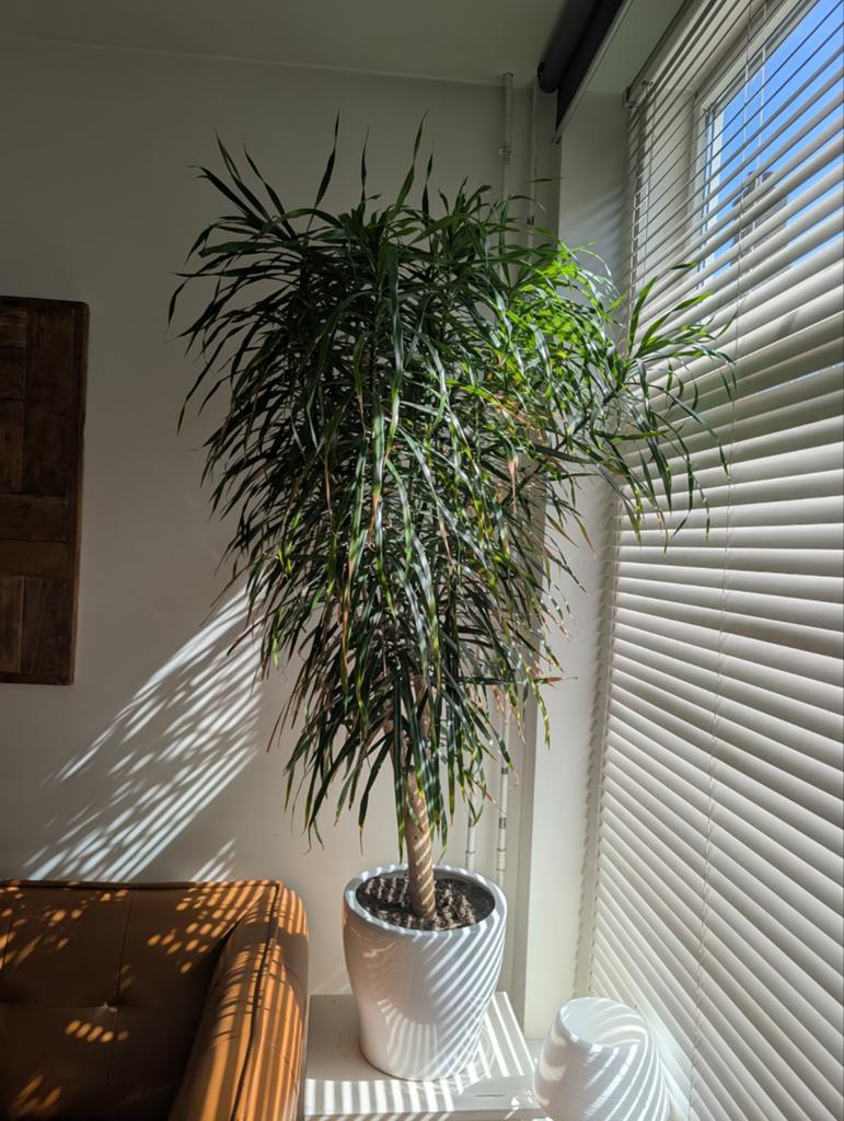 Dracaena Marginata vertakt in witte pot - 150 cm, Huis en Inrichting, Ophalen, 100 tot 150 cm, Overige soorten, Halfschaduw