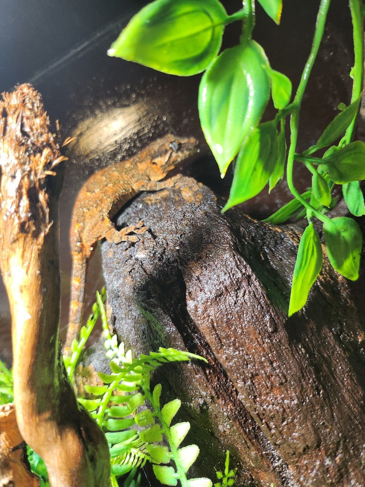 nakweek jonge div gargoyle gekko, Dieren en Toebehoren, Reptielen en Amfibieën, Hagedis, Tam, 0 tot 2 jaar