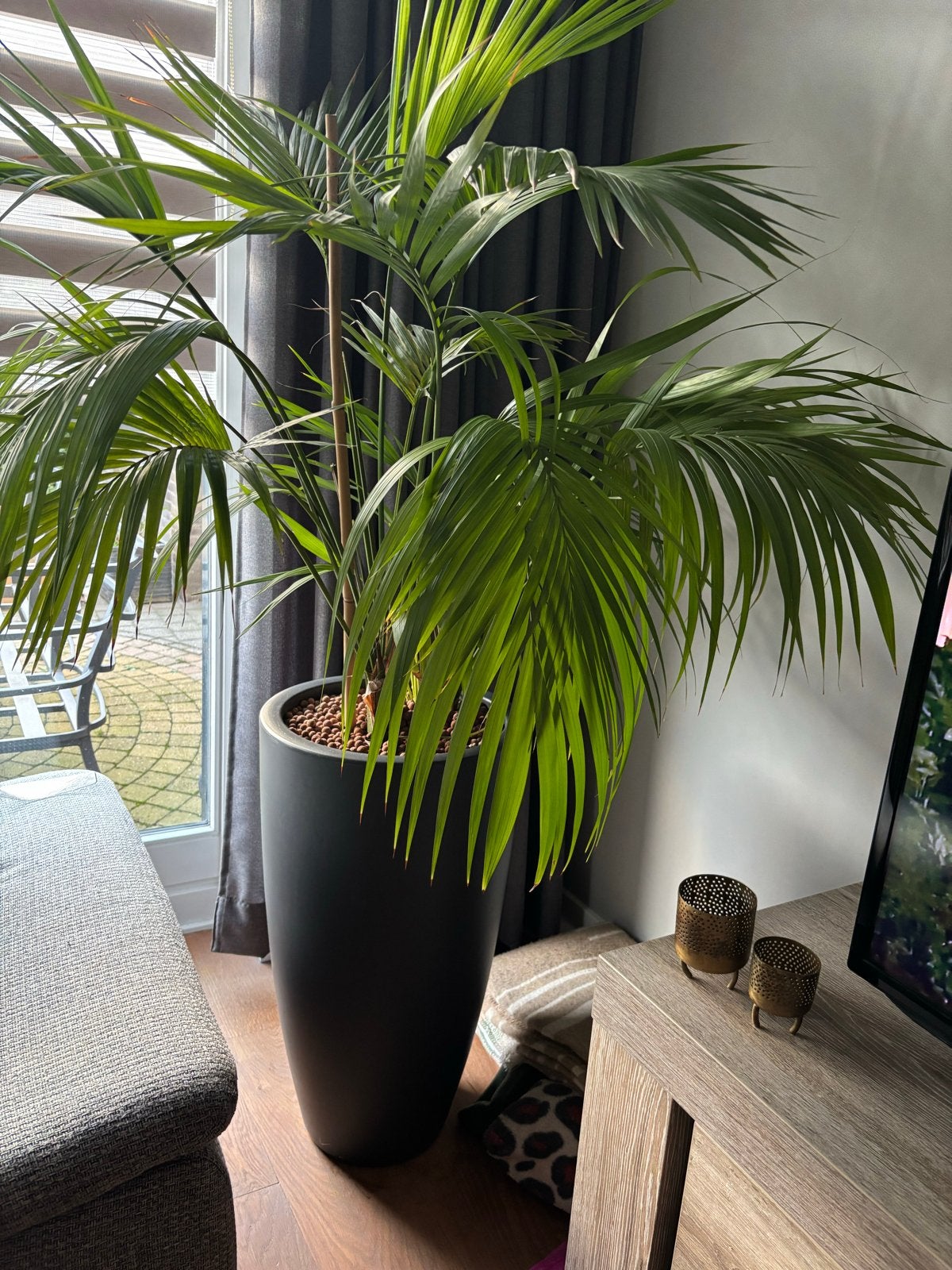 Mooie echte palm in kunststof pot, 70cm hoog, Ophalen, Palm, In pot, Minder dan 100 cm