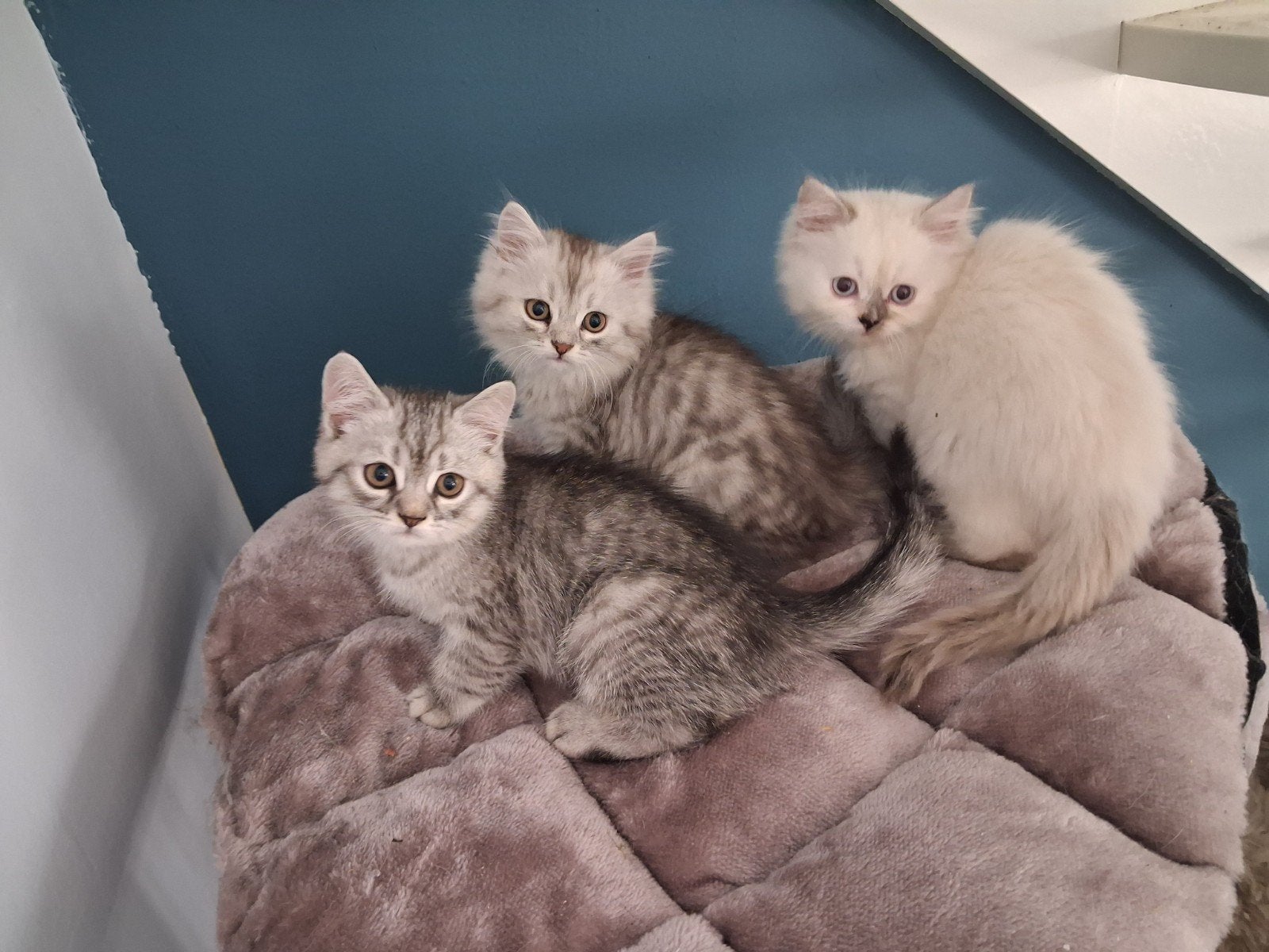Kittens., Meerdere dieren