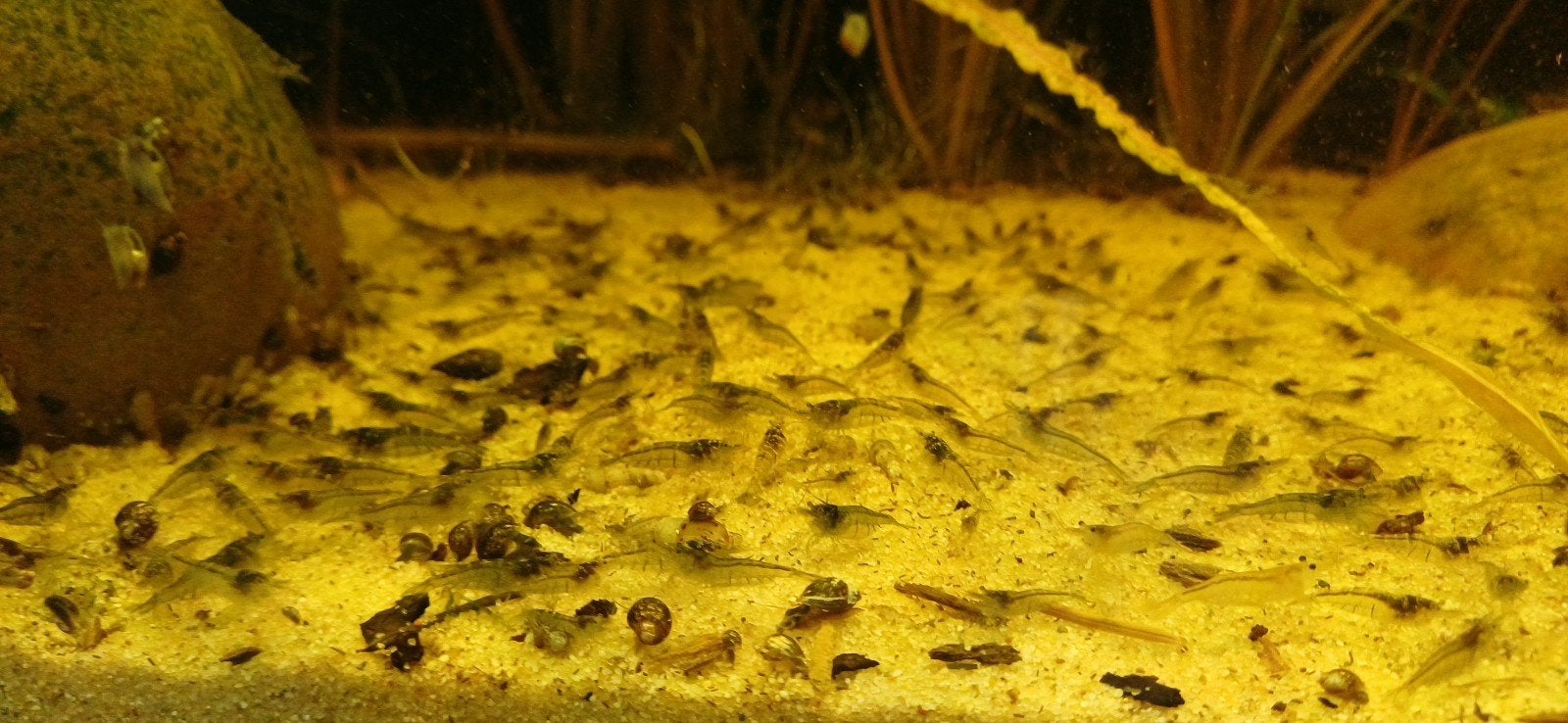 mini japonica garnalen, Dieren en Toebehoren, Kreeft, Krab of Garnaal, Zoetwatervis