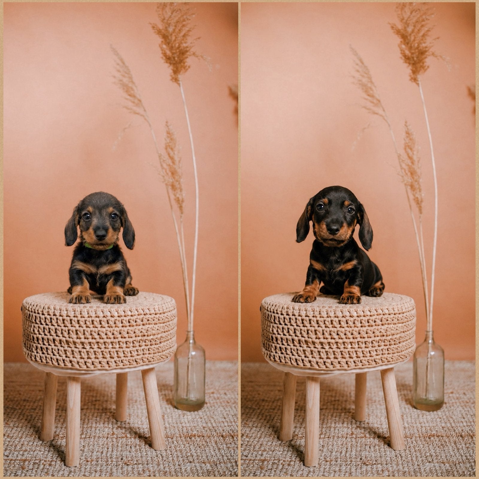 ❤️kaninchen ruwharige teckel pups❤️, Kaninchen, 8 tot 15 weken, Parvo, Meerdere