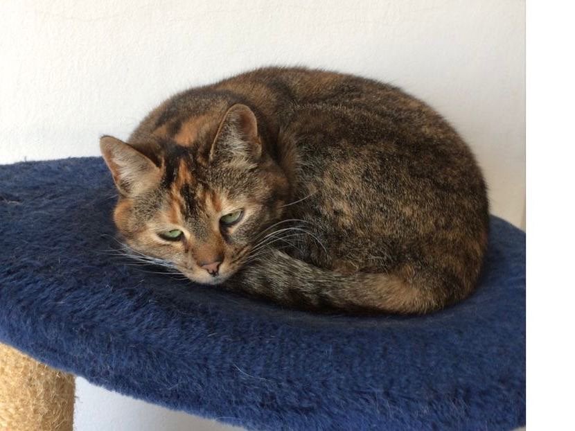 Gouden mandje gezocht, Poes, Kortharig, 6 jaar of ouder