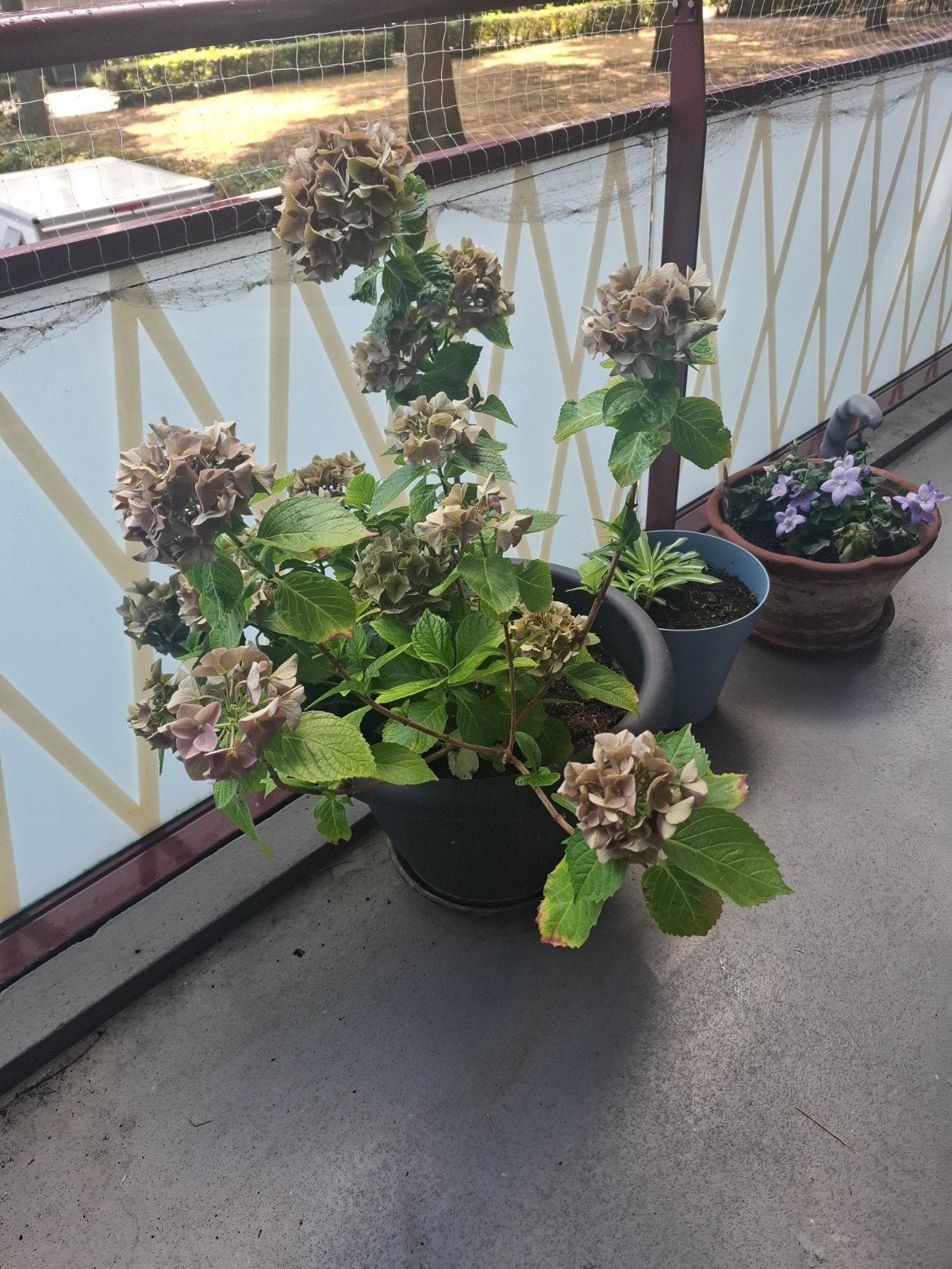 hortensia, Tuin en Terras, Ophalen, Vaste plant, Overige soorten, Halfschaduw