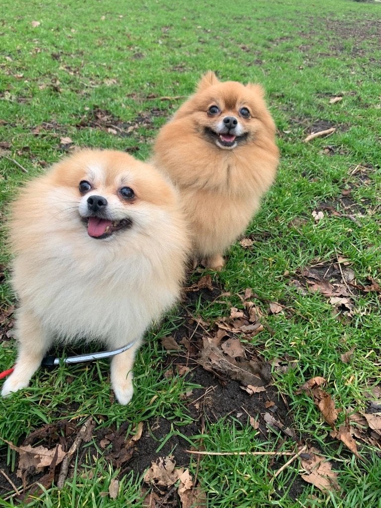 Pomeranians overnemen - gratis, Dieren en Toebehoren, 6 jaar of ouder, Keeshond, Meerdere, Meerdere dieren