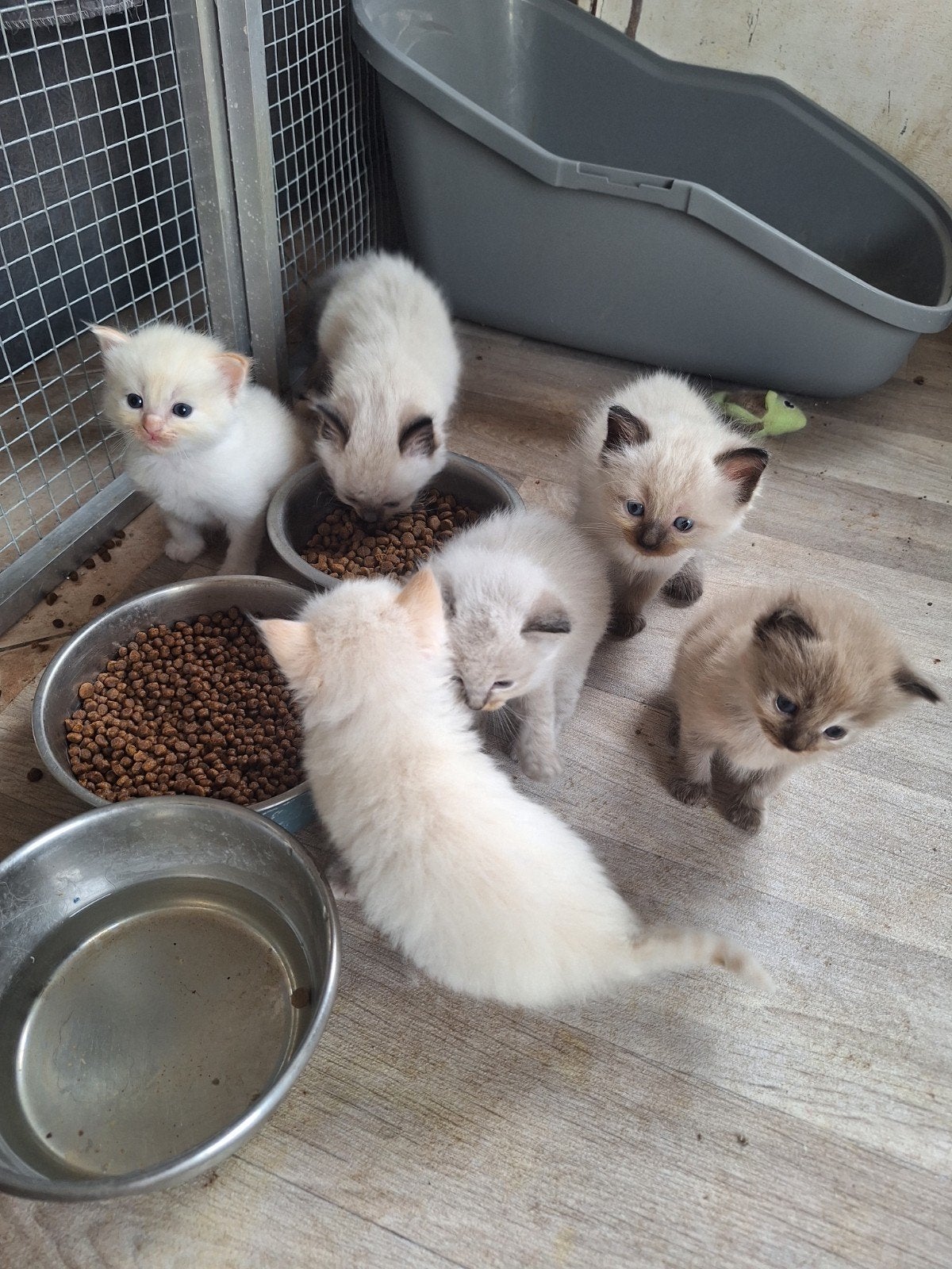 Hele mooie Ragdoll kittens, Dieren en Toebehoren, Katten en Kittens | Raskatten | Langhaar, Meerdere dieren, Met stamboom