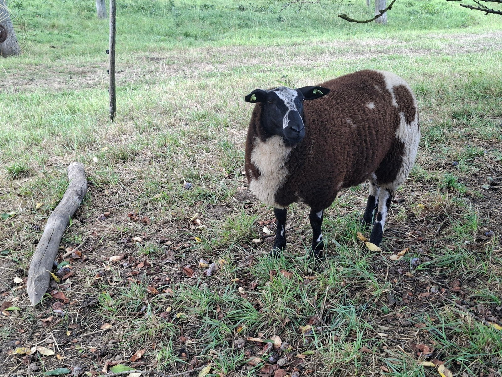 Te Koop 4 bonte ooi lammeren, Vrouwelijk, Schaap, 0 tot 2 jaar