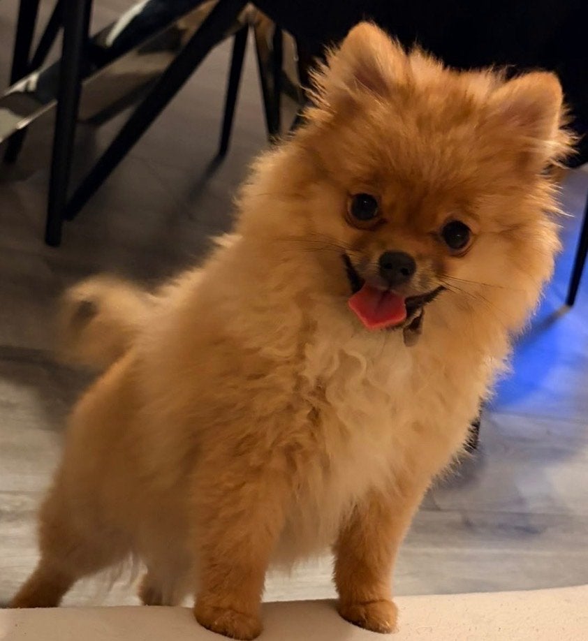 Pomeriaan teefje klein blijvend, Dieren en Toebehoren, Keeshond, 8 tot 15 weken, Teef, Eén hond
