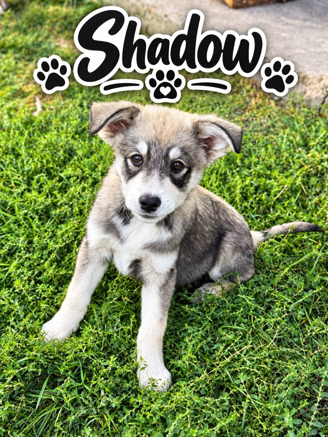 puppy's 12weken adoptie zoeken een thuis, Dieren en Toebehoren, Particulier, 8 tot 15 weken, Buitenland, Meerdere