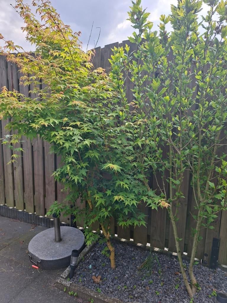 Japanse Esdoorn, Tuin en Terras, Planten | Bomen, Ophalen, Bloeit niet, Halfschaduw, Overige soorten