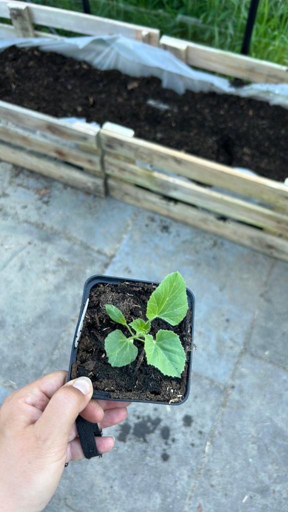 Sierkomkommer plantjes, Ophalen, Minder dan 100 cm, Overige soorten, Zomer