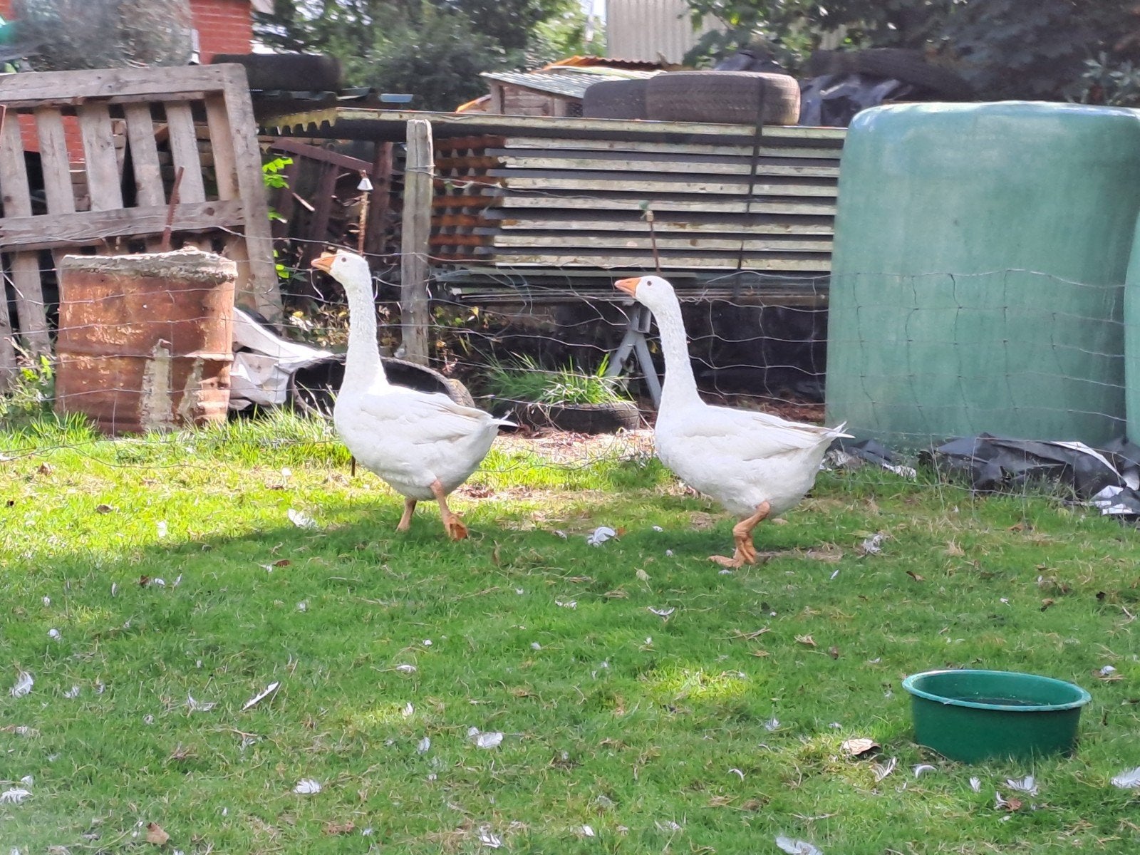 2 witte boerenganzen mannen, Dieren en Toebehoren, Pluimvee, Mannelijk, Gans of Zwaan