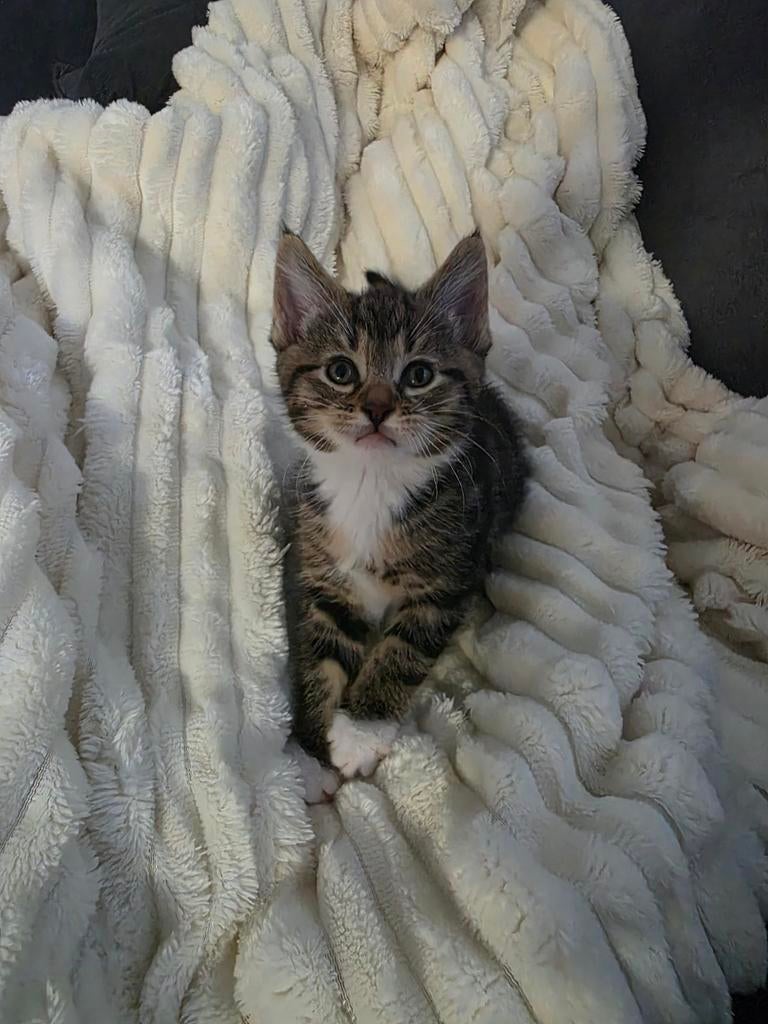 Kittens, Meerdere dieren