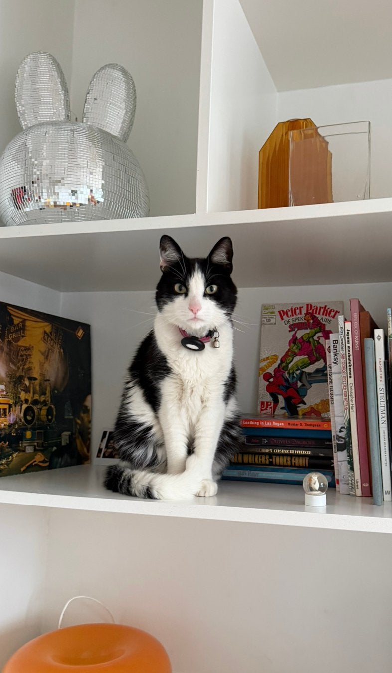 Lieve Stitch zoekt fijn thuis!, Kater