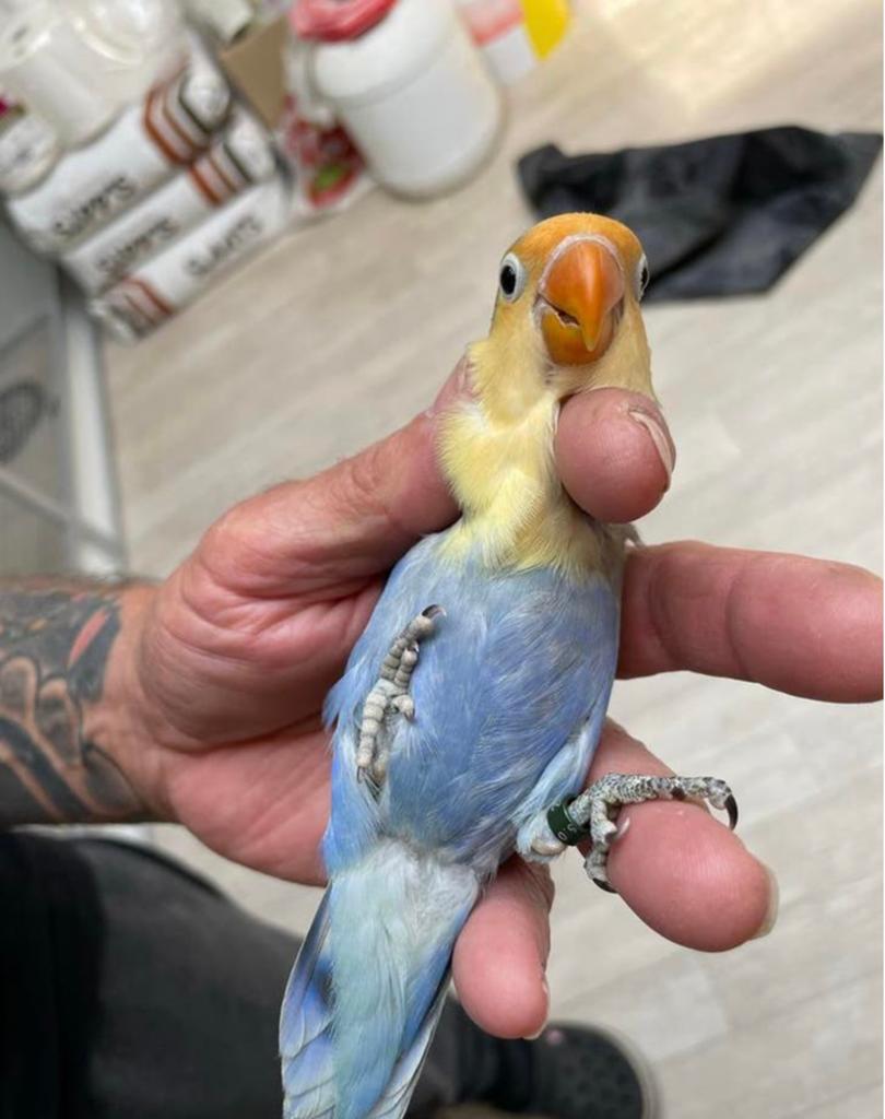 2 jongen fischeri opaline yellow Face violet, Dieren en Toebehoren, Vogels | Parkieten en Papegaaien, Meerdere dieren, Dwergpapegaai of Agapornis