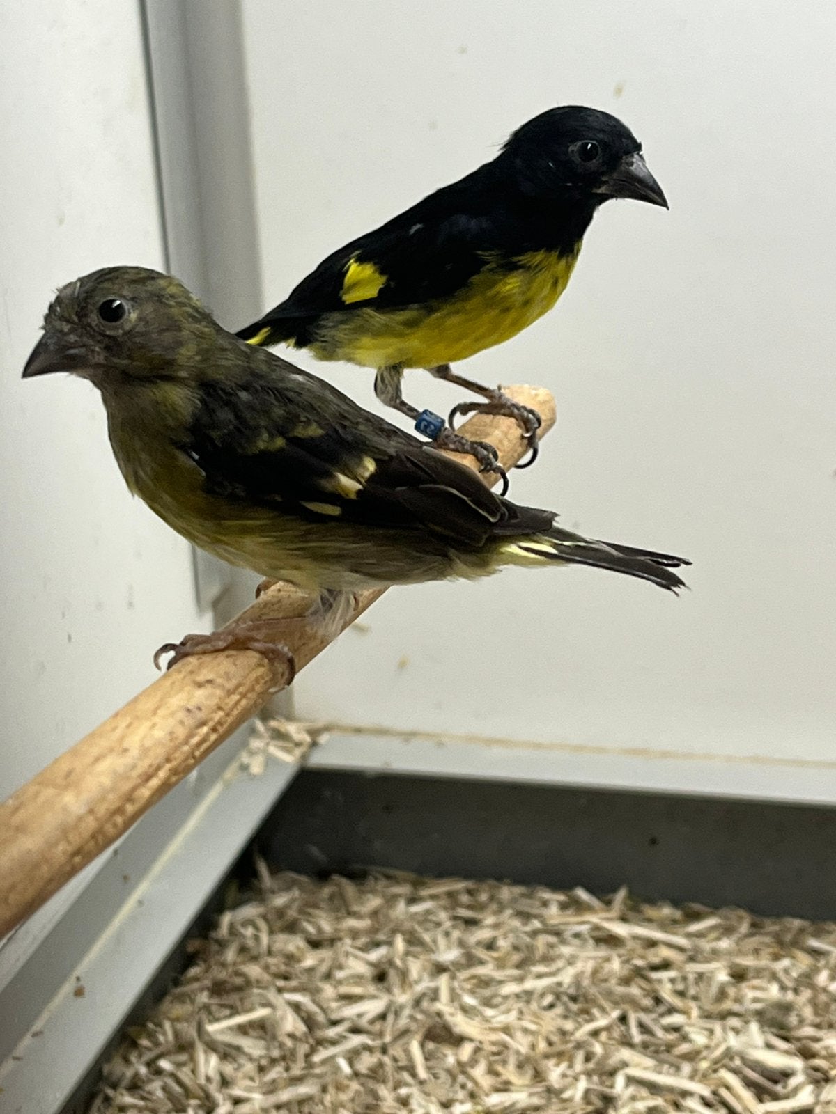 1-1 Geelbuiksijs, Dieren en Toebehoren, Vogels | Overige Vogels, Meerdere dieren, Wildzangvogel, Geringd