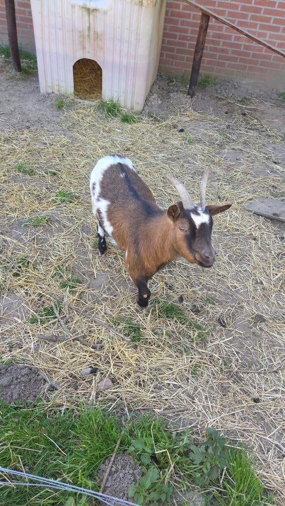 Tekoop mooie  dwerg geit, Dieren en Toebehoren, Vrouwelijk, Geit