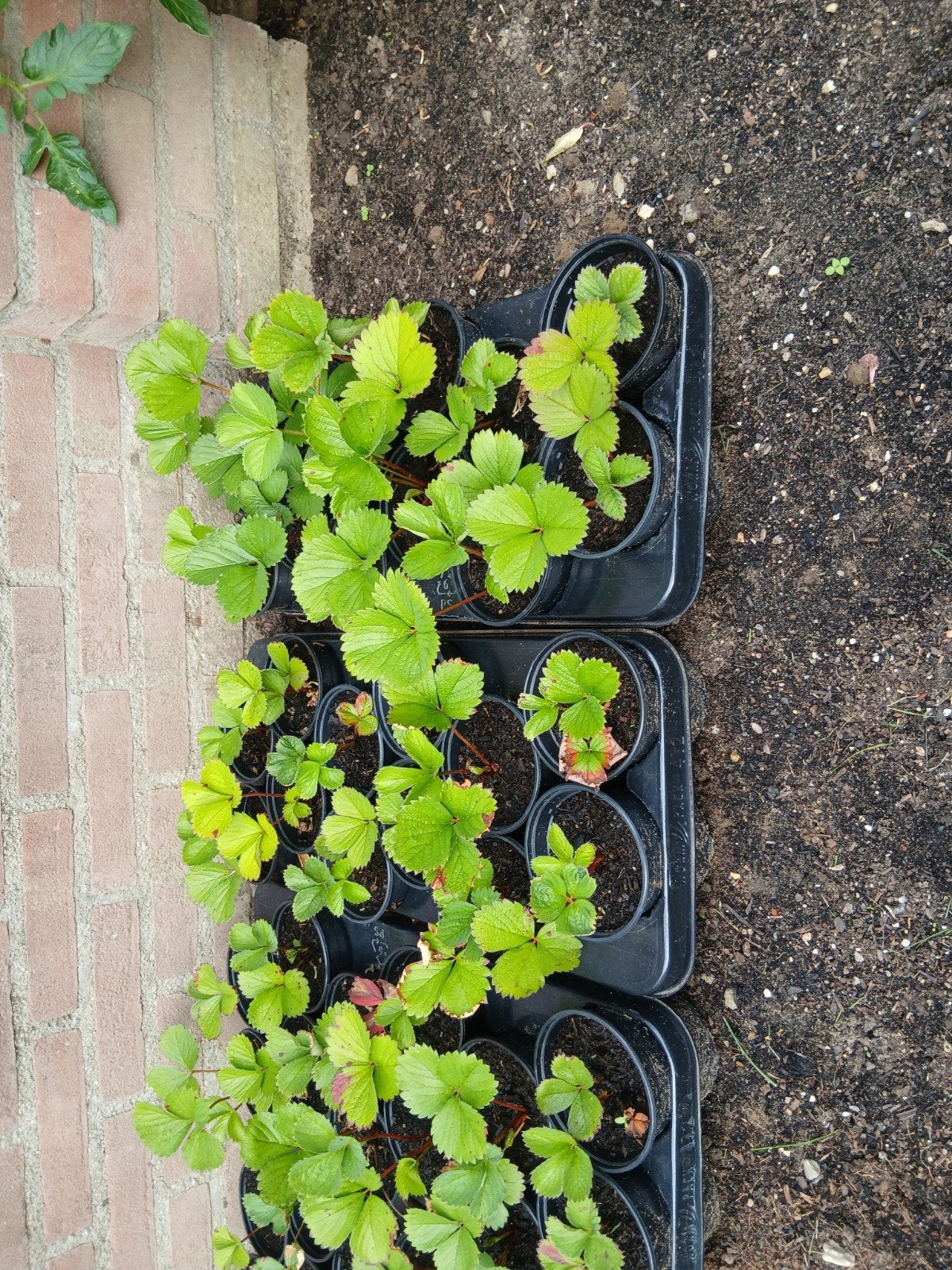 aardbeien stekjes € 1,- per stuk, Ophalen, Volle zon, Vaste plant, Zomer