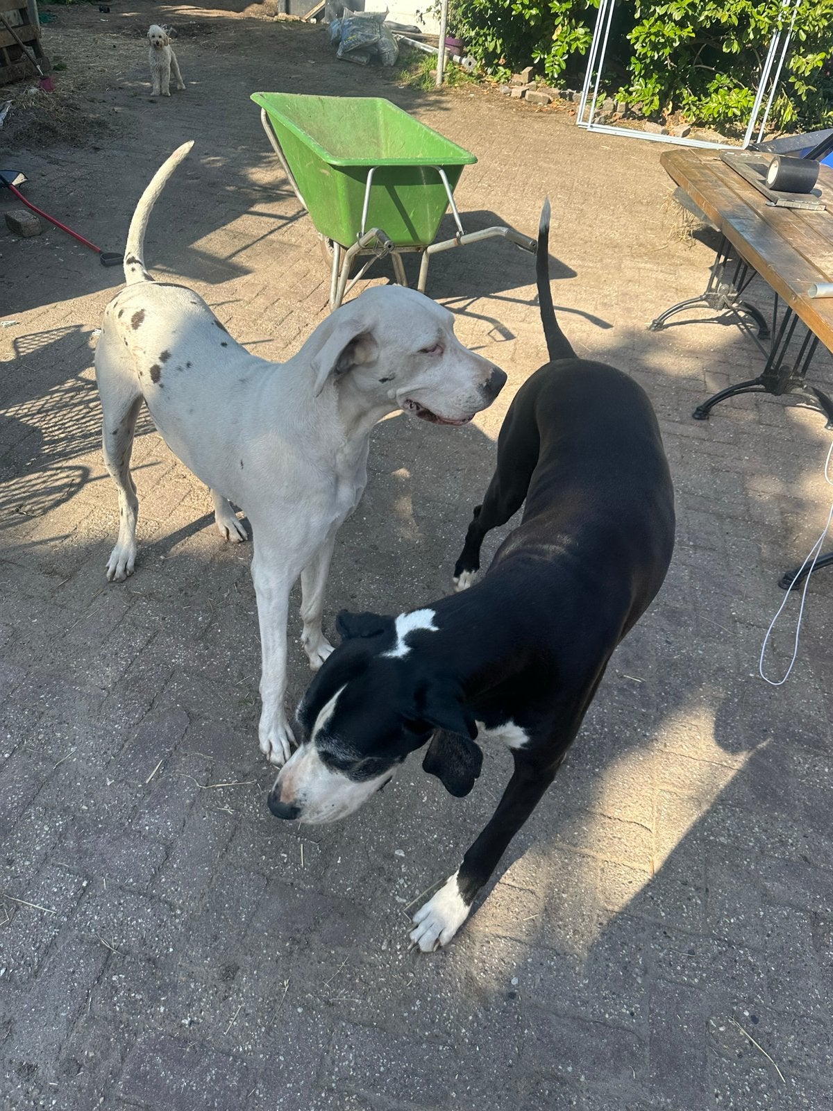 Duitse dog, Dieren en Toebehoren, Overige rassen, CDV (hondenziekte), Teef, Meerdere
