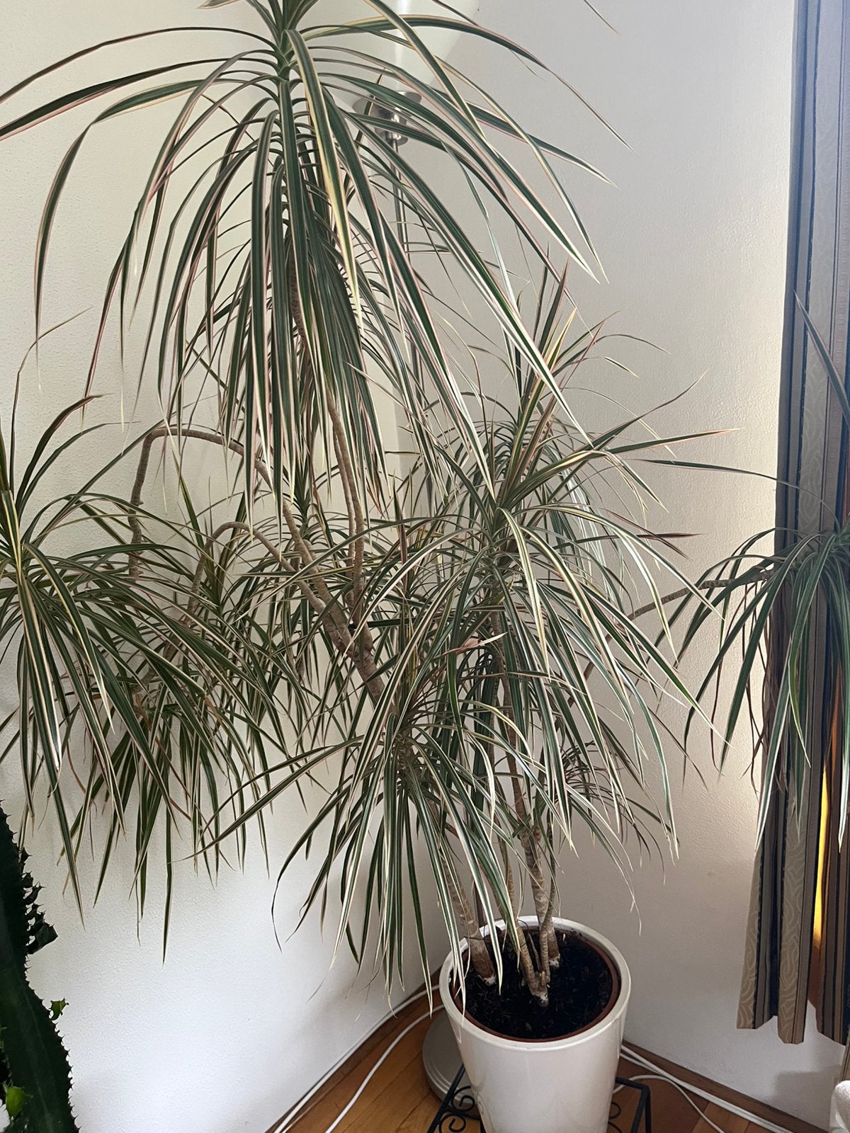 Kamerplant, Bloeit niet, Overige soorten, Minder dan 100 cm, Ophalen