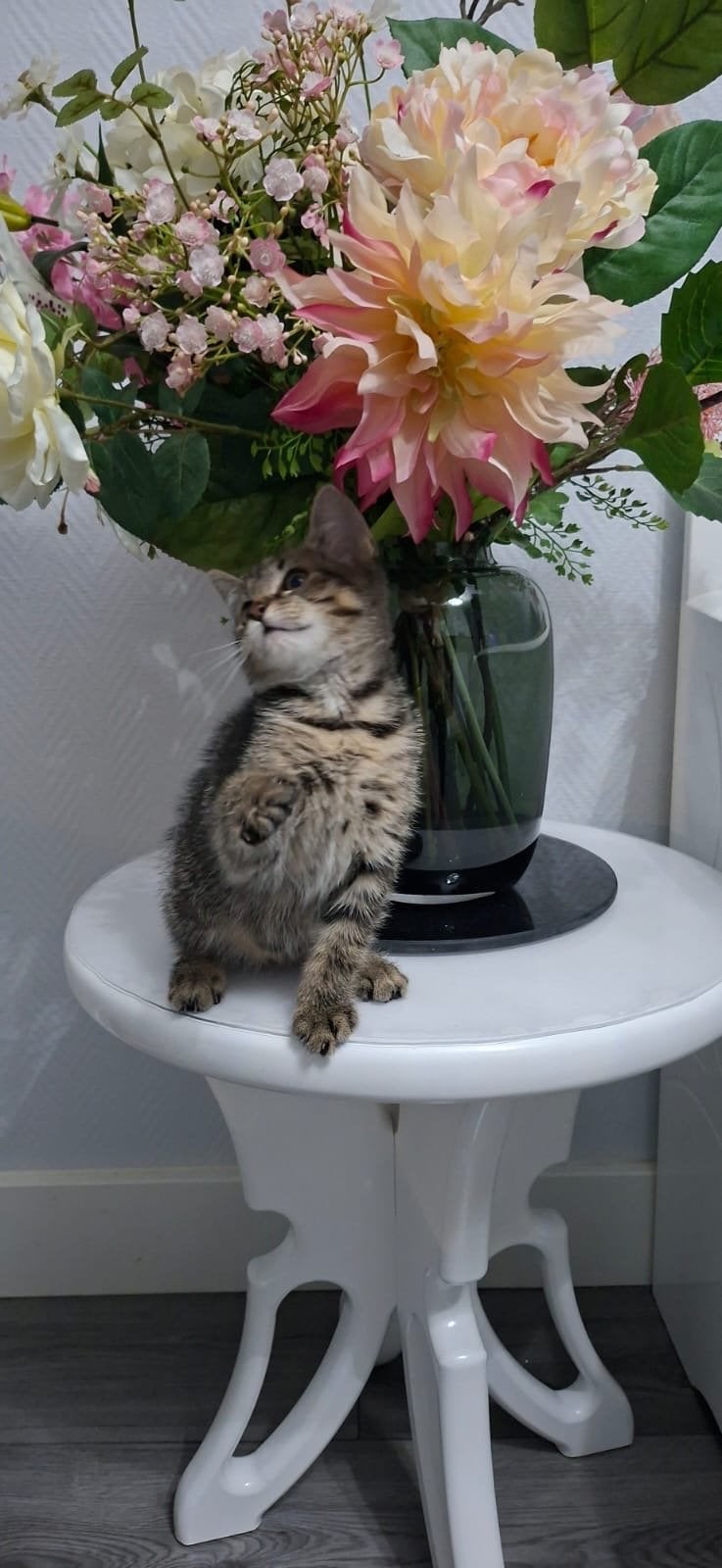 Schattige kittens zoeken een huisje, Poes, Kortharig, 0 tot 2 jaar