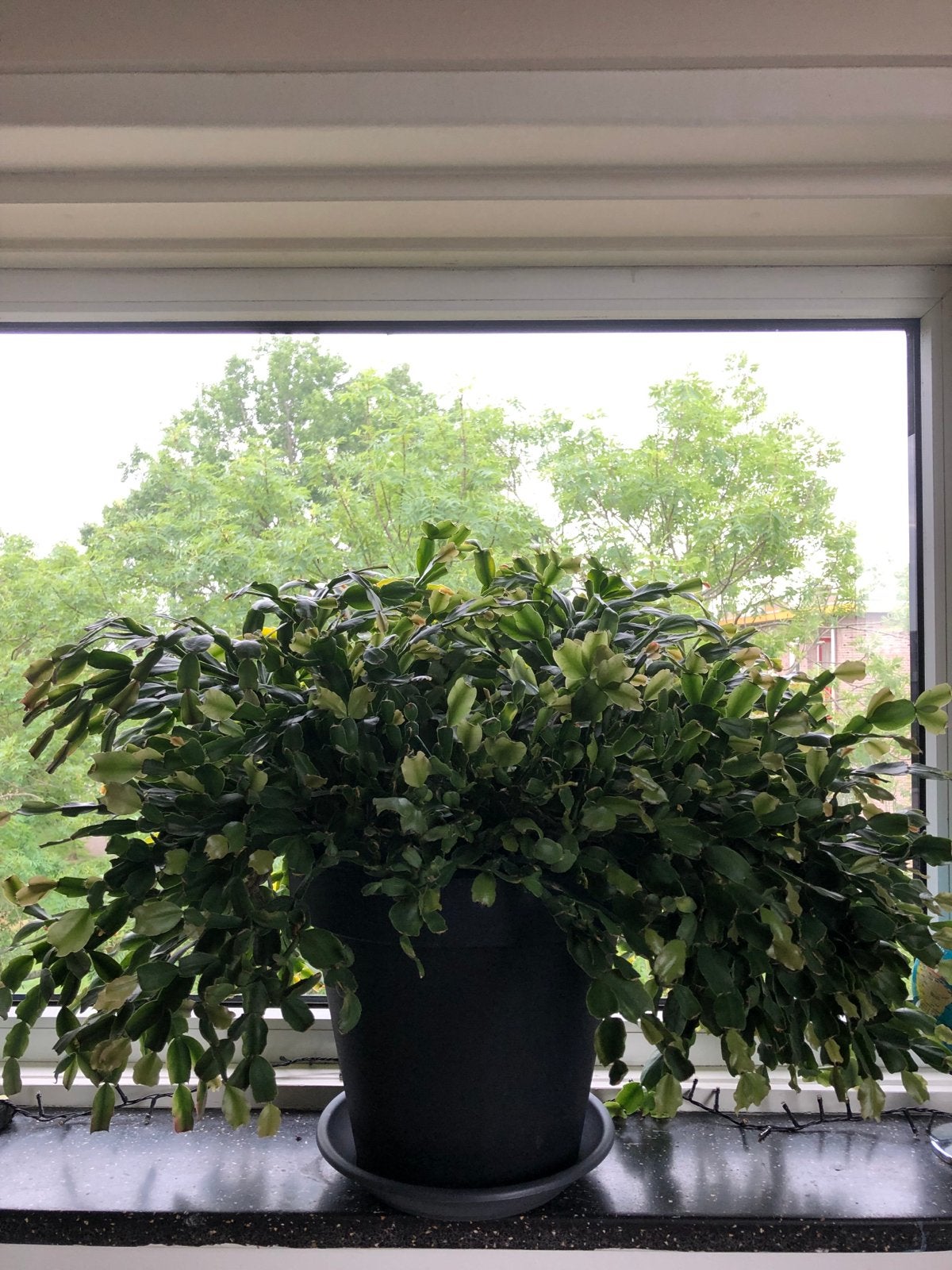 Grote Schlumbergera buckleyi (Kerstcactus) - 100x65cm, Ophalen, Halfschaduw, Minder dan 100 cm, Bloeiende kamerplant