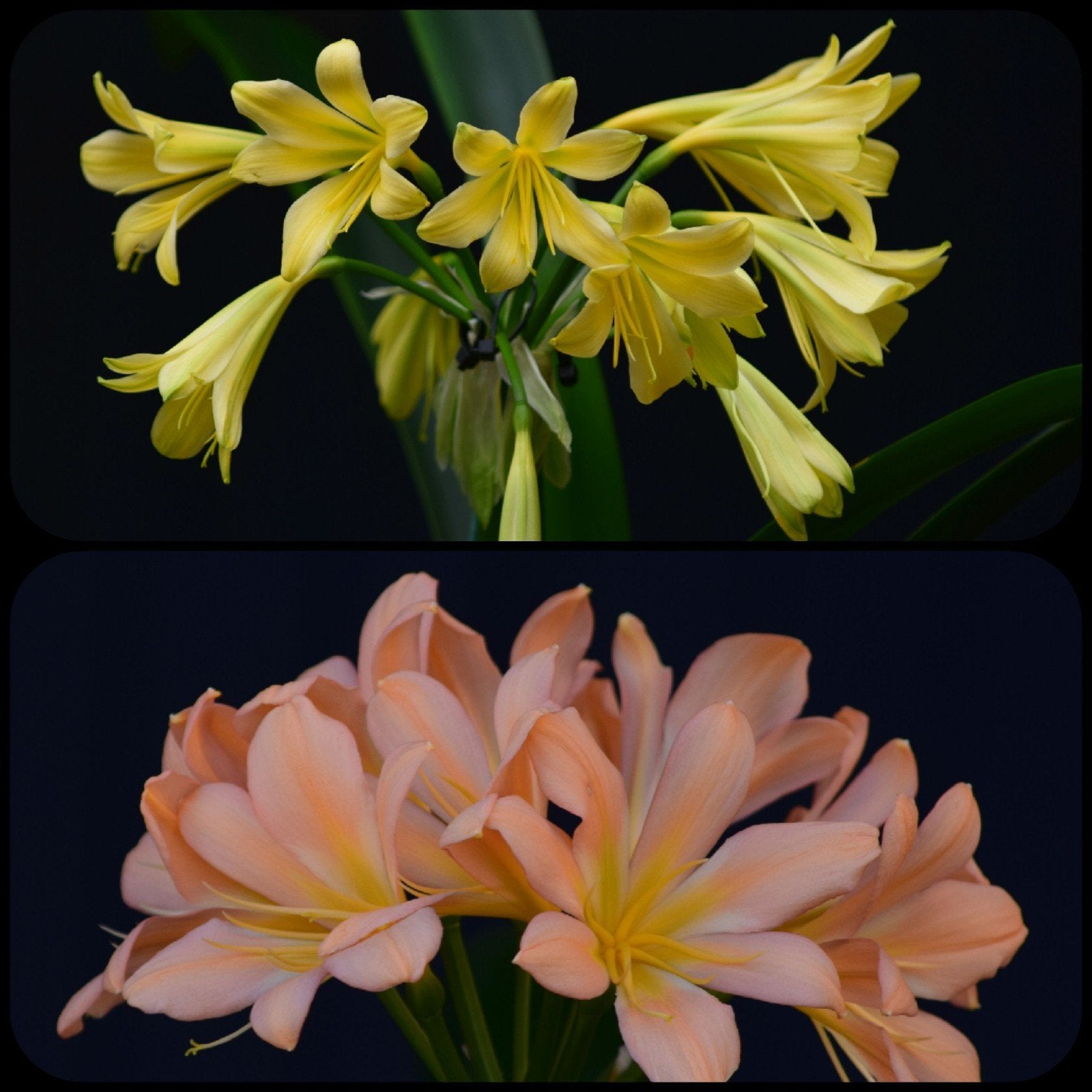 Clivia plantje: kruising Dancing green x Pink Peach Bonny, Bloeiende kamerplant, Ophalen of Verzenden, Volledige schaduw, Minder dan 100 cm