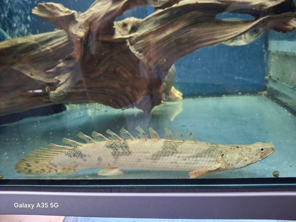 Kwastvinsnoek, Dieren en Toebehoren, Vissen | Aquariumvissen, Vis